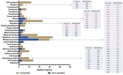 Use of transcriptomics and genomics to assess the effect of disinfectant exposure on the survival and resistance of Escherichia coli O157:H7, a human pathogen